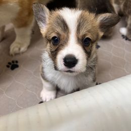 Pembroke Welsh Corgi Puppies from Chases Dream Kennel