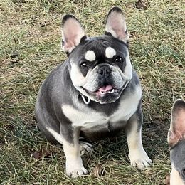 Remington - French Bulldog