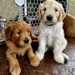 Goldendoodle Puppies from Doodle Devotion