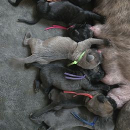 TURKEY - Red male Cane Corso puppy in St. Cloud, Florida from Magical Creature Cane Corso