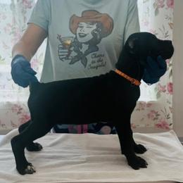 Crowe - Black male Cane Corso puppy in Lubbock, Texas from Hub City Kennel
