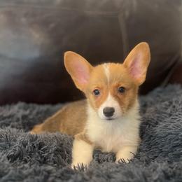 WM M2 - Red male Pembroke Welsh Corgi puppy in Stockton, Iowa from Infinity Corgis