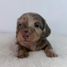Ananda - Dapple female Dachshund puppy in Sonora, California from HEFFERNAN HOUNDS