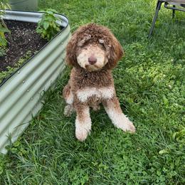 Aussiedoodle Puppies from Dani's Dandy Doodles
