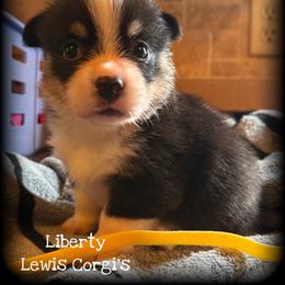 Liberty - Black and tan female Pembroke Welsh Corgi puppy in Purcell, Oklahoma from Lewis Aussie’s & Corgi’s