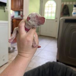 Pink - White and liver brown female Dalmatian puppy in Kentucky from A’s Spots & Dots Dalmatians