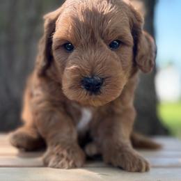 Austin - Parti male Goldendoodle puppy in Zeeland, Michigan from Dandelion Lane Doodles