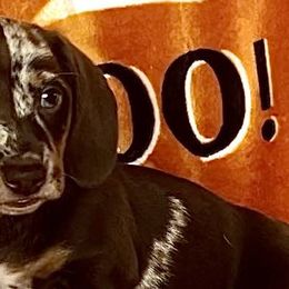 Dachshunds from Dashing Dachshunds RF