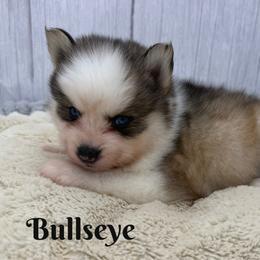 Bullseye - Silver and white male Pomsky puppy in Eastman, Georgia from Once Upon A Pomsky
