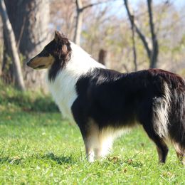 Collie All Grown Up from Wellsmere Collies
