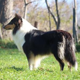 Collie All Grown Up from Wellsmere Collies