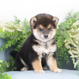 Ichigo - Black and tan male Shiba Inu puppy in Neosho, Missouri from Sunny Terrace Shibas