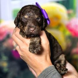 Milkshake - Phantom female Poodle puppy in Springfield, Oregon from Valaurah Farms