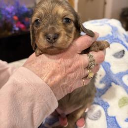 Dusty - Brindle male Dachshund puppy in Heber Overgaard, Arizona from Sonoran Doxies
