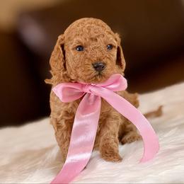 Azalea - Red  female Poodle puppy in Salem, Oregon from Lavish Poodles