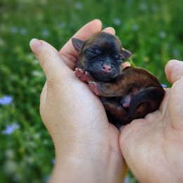 Companion Cross, Havanese, Mal-Shi, Maltese, Maltipoo, Morkie, and Shih Tzu Puppies from Seeking Shalom Acres Maltese, Maltipoos & Havamalts