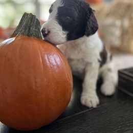Goldendoodle Puppies from CruzNDoodles