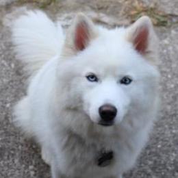 Casper - Pomsky