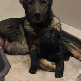 Blue collar - Black male German Shepherd puppy in Pahrump, Nevada from Wachhund Kennels