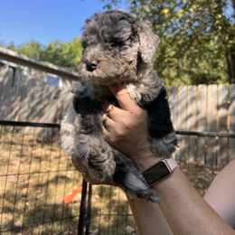 Petoskey - Blue merle male Aussiedoodle puppy in Grand Haven, Michigan from Happy Hippy Doodles