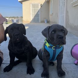 Cane Corso Puppies from 3Lake Kennelz
