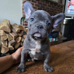 Teddy - Blue male French Bulldog puppy in Stroudsburg, Pennsylvania from Puppyville Pa Shih Tzu & frenchies