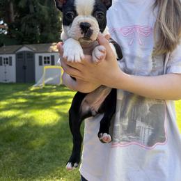 Boston Terrier Puppies from NW Boston Terriers