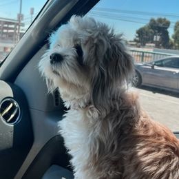 Lhasa Apsos from Sunny Los Angeles Lhasa Apso’s