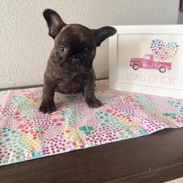 Grant - Brindle male French Bulldog puppy in Lakeland, Florida from Bulldog Chronicles