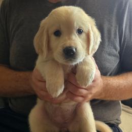 Light Green Girl - Light golden female Golden Retriever puppy in Peoria, Arizona from Nordic Woof's Golden Retrievers