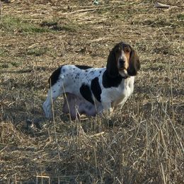Darla - Basset Hound