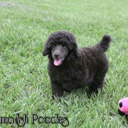 Poodle Puppies from Anna-Ash Poodles