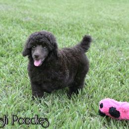 Poodle Puppies from Anna-Ash Poodles