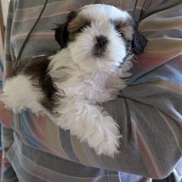 Sweetie - Black gold and white female Shih Tzu puppy in Elma, Washington from Jenny's Shih Tzus