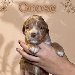 Goose - Red  female Goldendoodle puppy in Blanchard, Oklahoma from Dream Doodles by Dondi