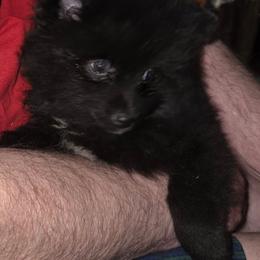 Chunky - Black male Pomeranian puppy in Hazleton, Indiana from Hyneman's Haven Poms