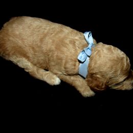 Goldendoodle and Poodle Puppies from David & Patricia Elliott