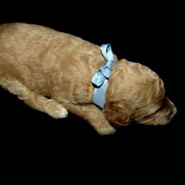 Goldendoodle and Poodle Puppies from David & Patricia Elliott