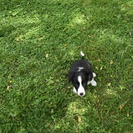 Border Collie Puppies from Porter’s Borders