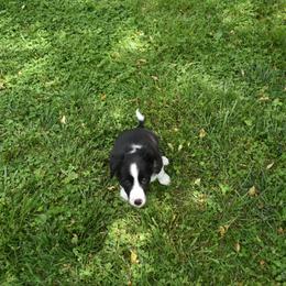 Border Collie Puppies from Porter’s Borders