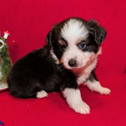 Waylon - Black tri male Toy Australian Shepherd puppy in Shepherd, Texas from GAMALA Farm & Kennels