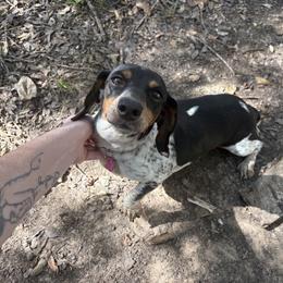 Dachshund All Grown Up from Whiskey Creek Dachshunds