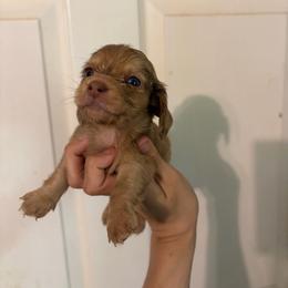 Aero - Dapple male Dachshund puppy in Conroe, Texas from Dots Dachshunds