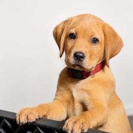 Anakin (Red Collar) - Yellow male Dilute Retriever puppy in Baldwin City, Kansas from Hedge Lane Labradors