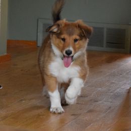 Yankee - Sable and white Old Time Scotch Collie puppy in Conifer, Colorado from Secret Spring Ranch