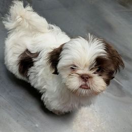 Aunt Bea - Liver and white female Shih Tzu puppy in Metropolis, Illinois from Super City Kennels