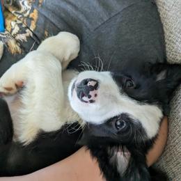 Border Collie Puppies from Water Dog Border Collies