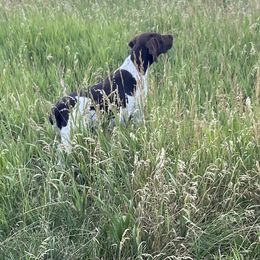 Ella - German Shorthaired Pointer