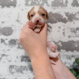 Butter - Blenheim male Cavapoo puppy in Mayo, Florida from Kingston’s Cavaliers