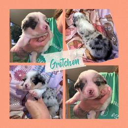 Gretchen - Blue merle and white female American Corgi puppy in Payson, Illinois from Creek Farm Corgis